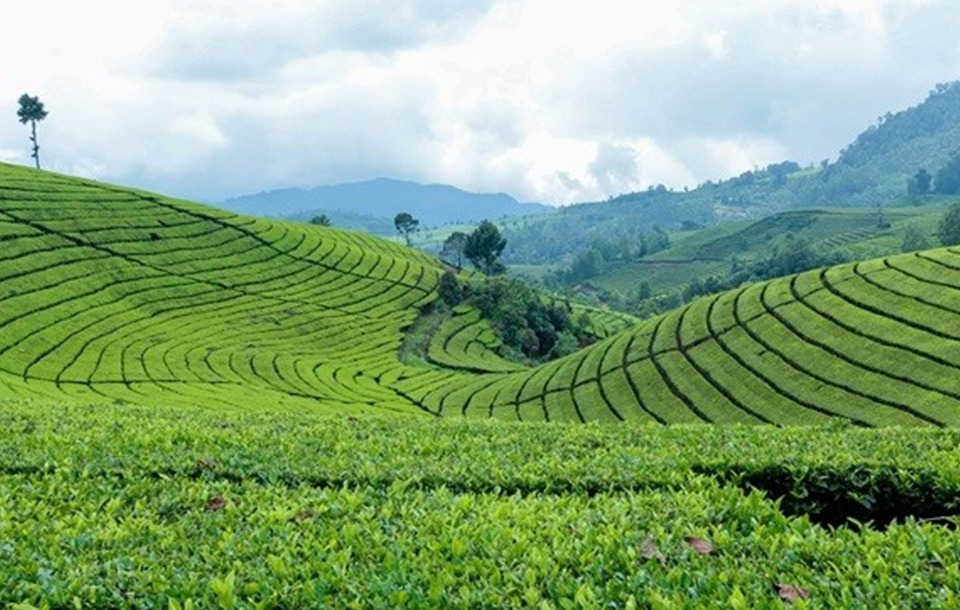Assam Tea Garden Tour