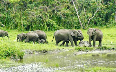 Dooars Wildlife Tour