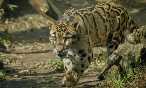 Namdapha Wildlife & Tribal Tour