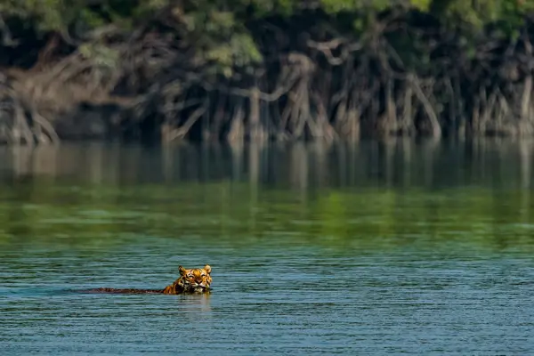 Kolkata Sundarbans Tour